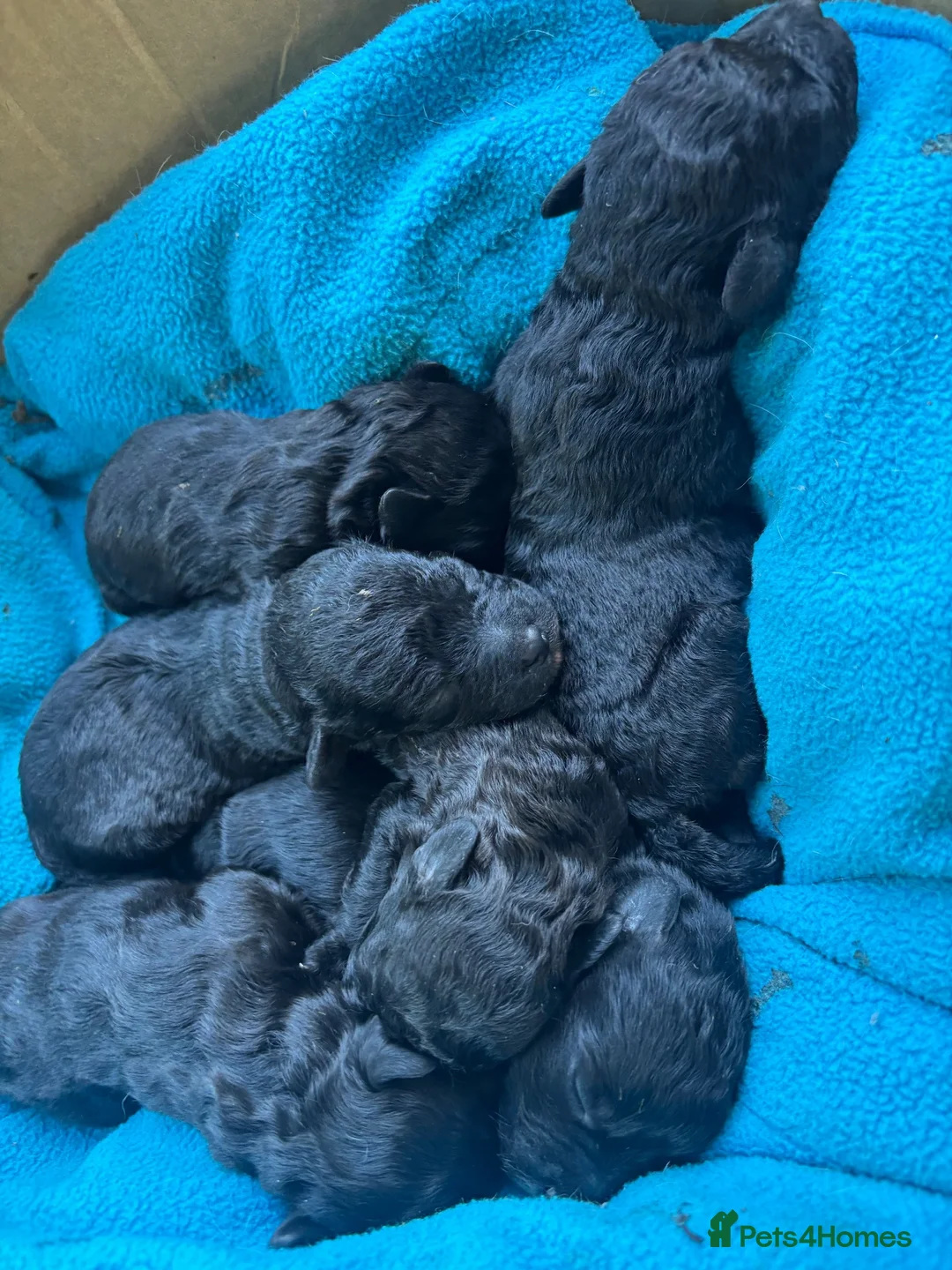 Jackapoo dogs for sale: Jackapoo puppies  in Driffield - Advert 1
