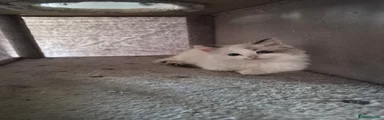 Ragdoll 2