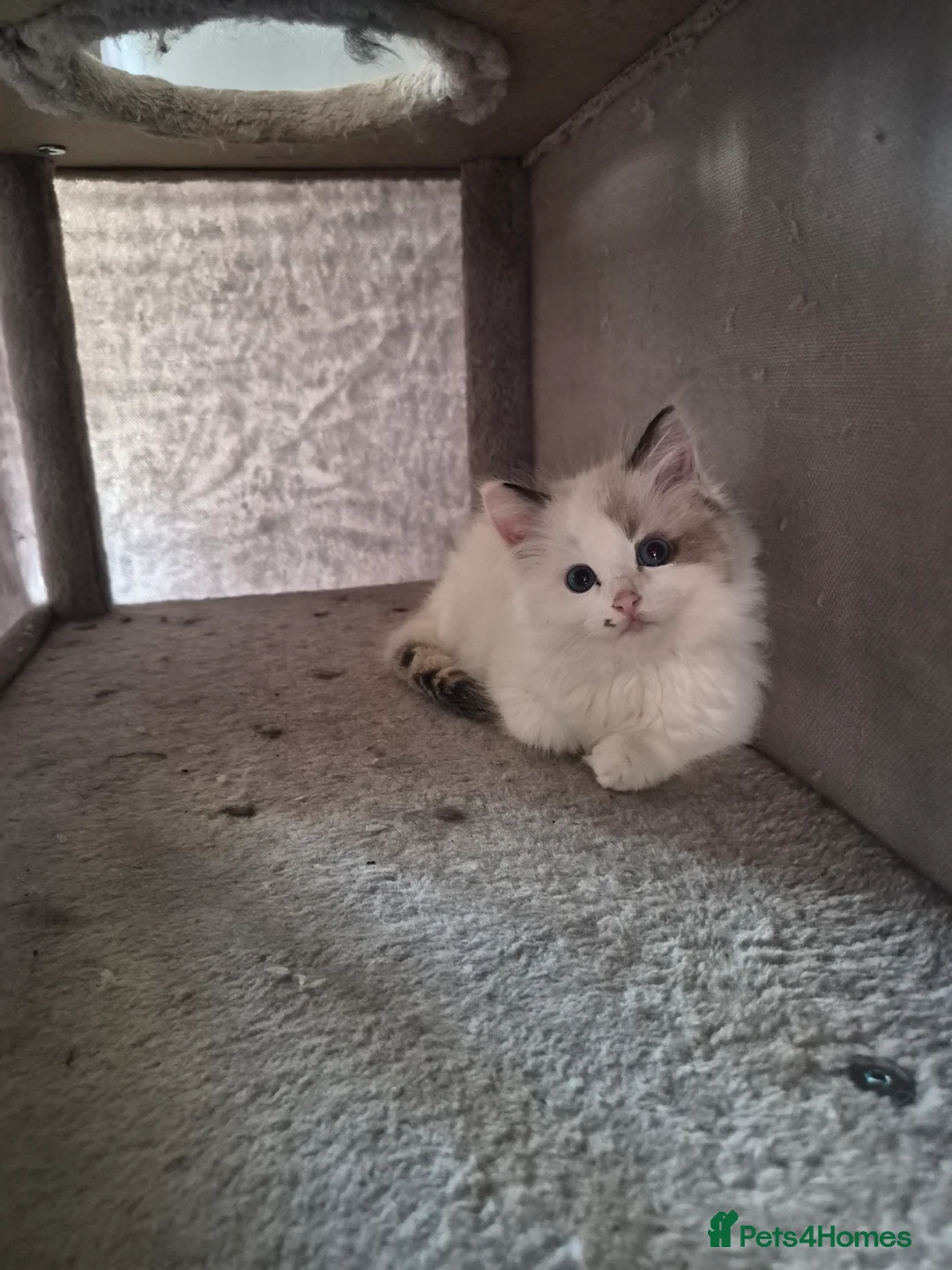 Ragdoll cats for sale: Torti girl and flame red boy ragdolls - Advert 2
