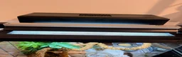 Gecko reptiles for sale: Young Crested gecko and full set up - Advert 6