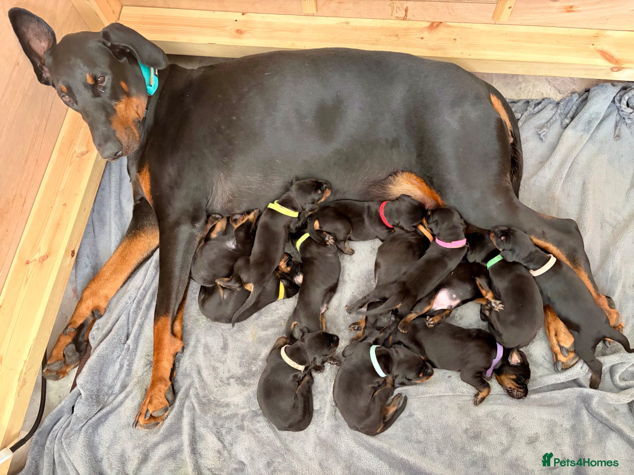 Dobermann dogs KC registered exclusive Dobermann puppies  - Advert 1
