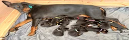Dobermann dogs for sale: KC registered exclusive Dobermann puppies  in Wickford - Advert 1