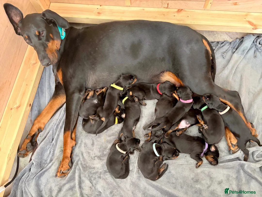 Dobermann dogs for sale: KC registered exclusive Dobermann puppies  in Wickford - Advert 1