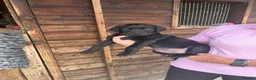 Labrador Retriever dogs for sale: 1 black boy remaining, 60 FTCH within Parent’s  - Advert 3