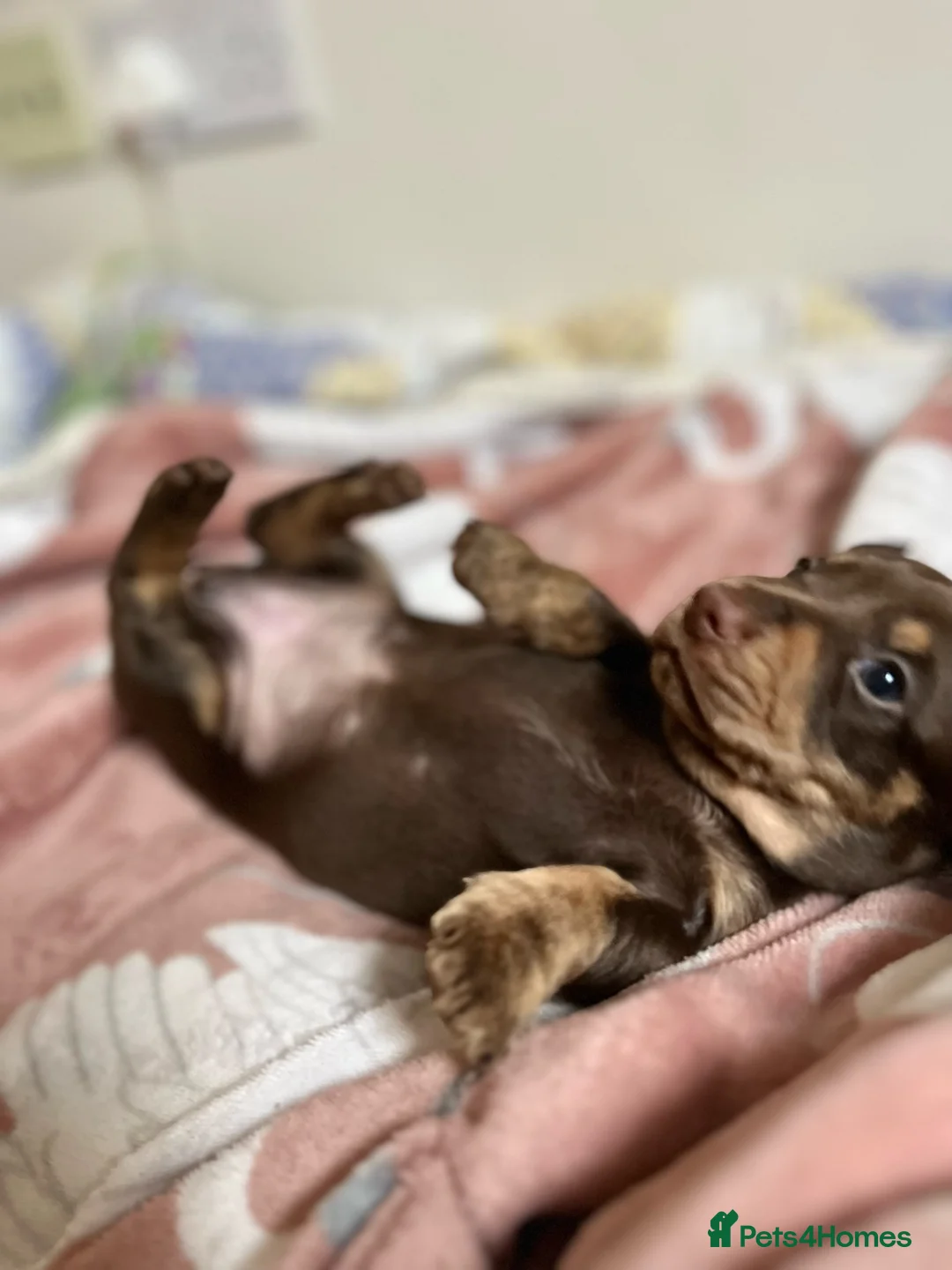 Miniature Dachshund dogs for sale: . Mini Dutch Hound Pups – Choc & Dapple - Advert 10
