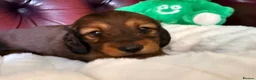 Miniature Dachshund dogs for sale: Show type mini longhair Boy from Crufts finalist  - Advert 9