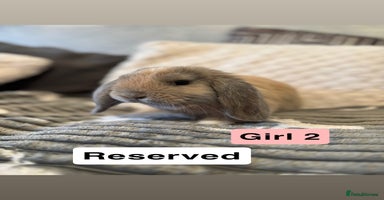 Mini Lop rabbits - Advert 1
