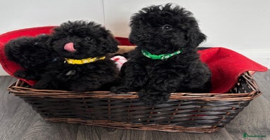 Shihpoo dogs - Advert 9