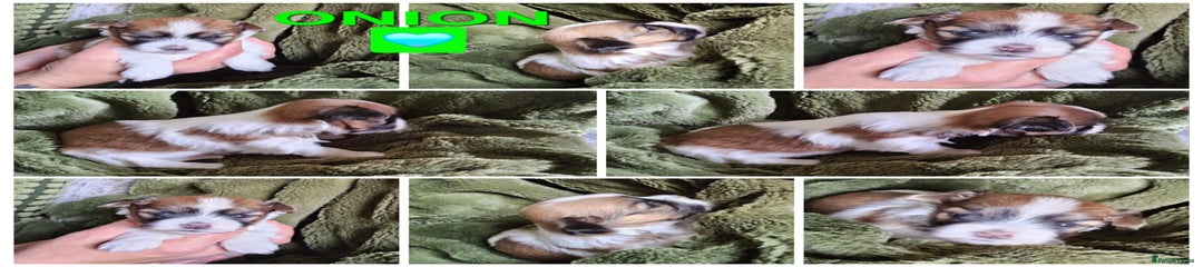 Onion