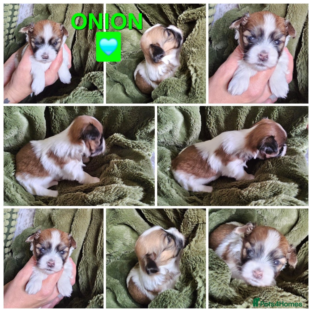 Lhasa Apso dogs for sale: Beautiful Lhasa Apso pups - Image 5