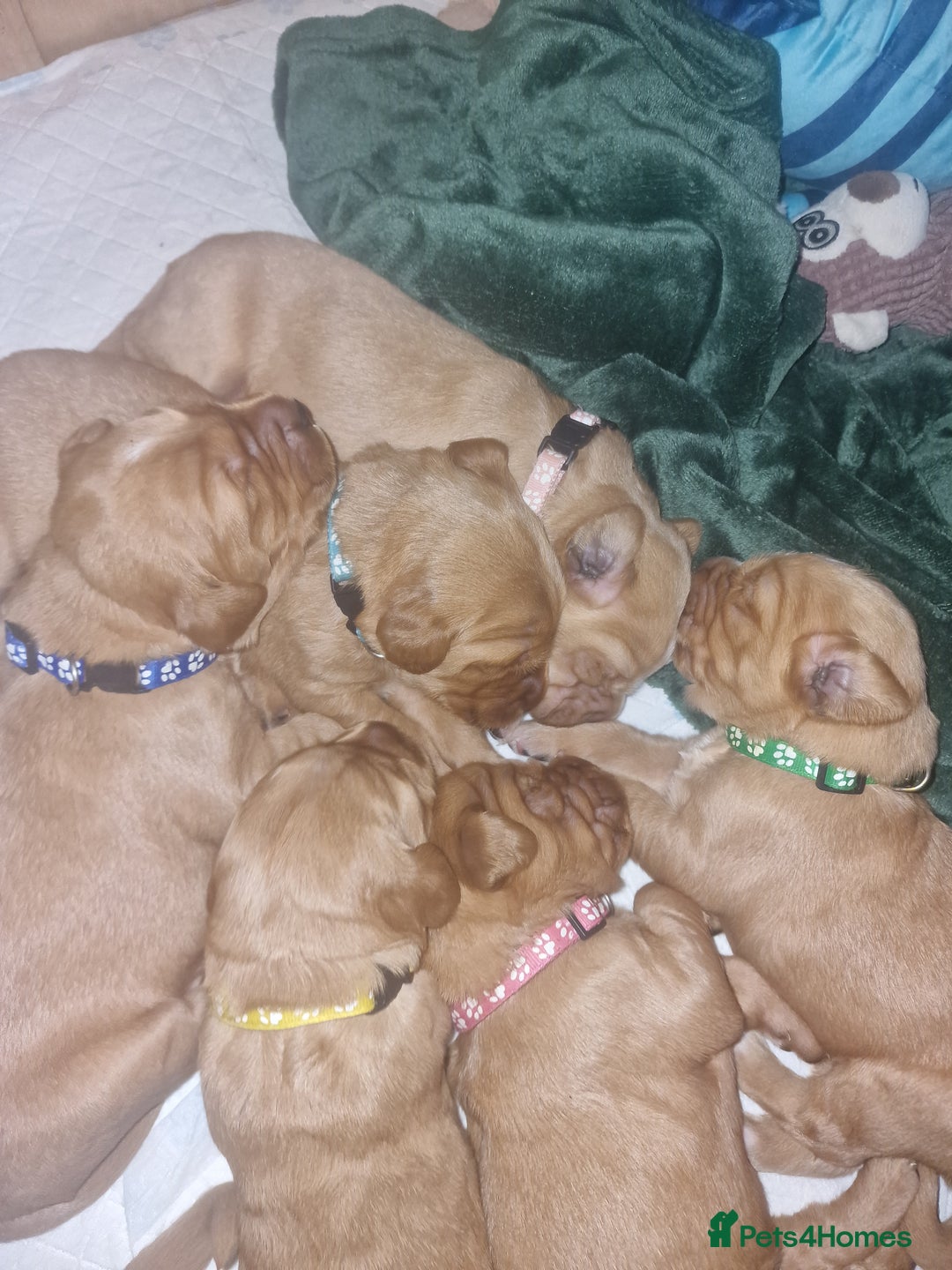 Golden Retriever dogs for sale: Beautiful KC-Registered Golden Retriever Puppies - Advert 14