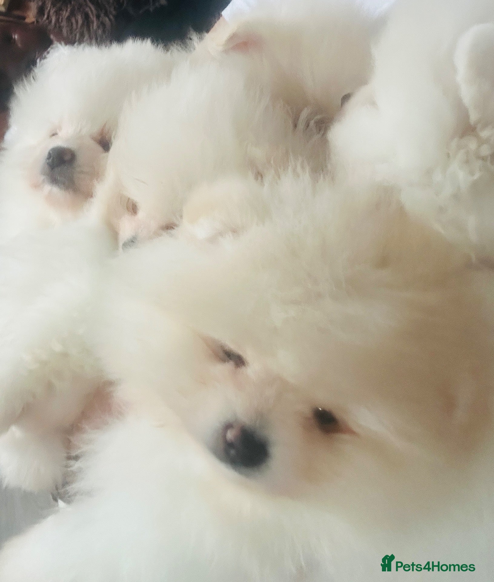 Pomeranian dogs KC white pomeranian pups for reservation!  - Advert 11