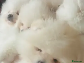 Pomeranian dogs KC white pomeranian pups for reservation! - Advert 11