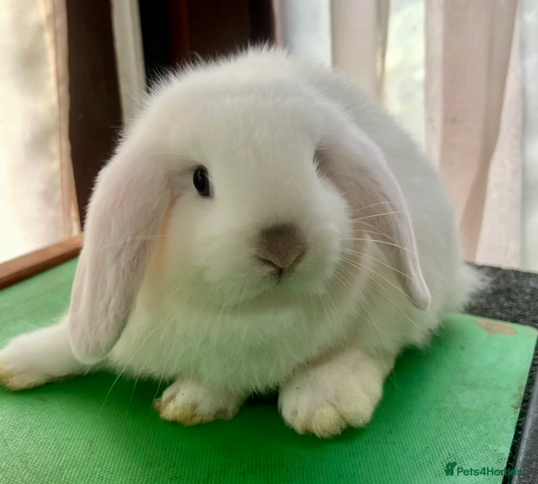 Mini Lop rabbits for sale: Beautiful coloured Mini Lops - Advert 36