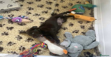 Labrador Retriever dogs - Advert 7