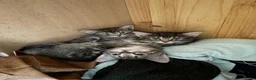Mixed Breed cats for sale: Beautiful boys needing homes  - Advert 5