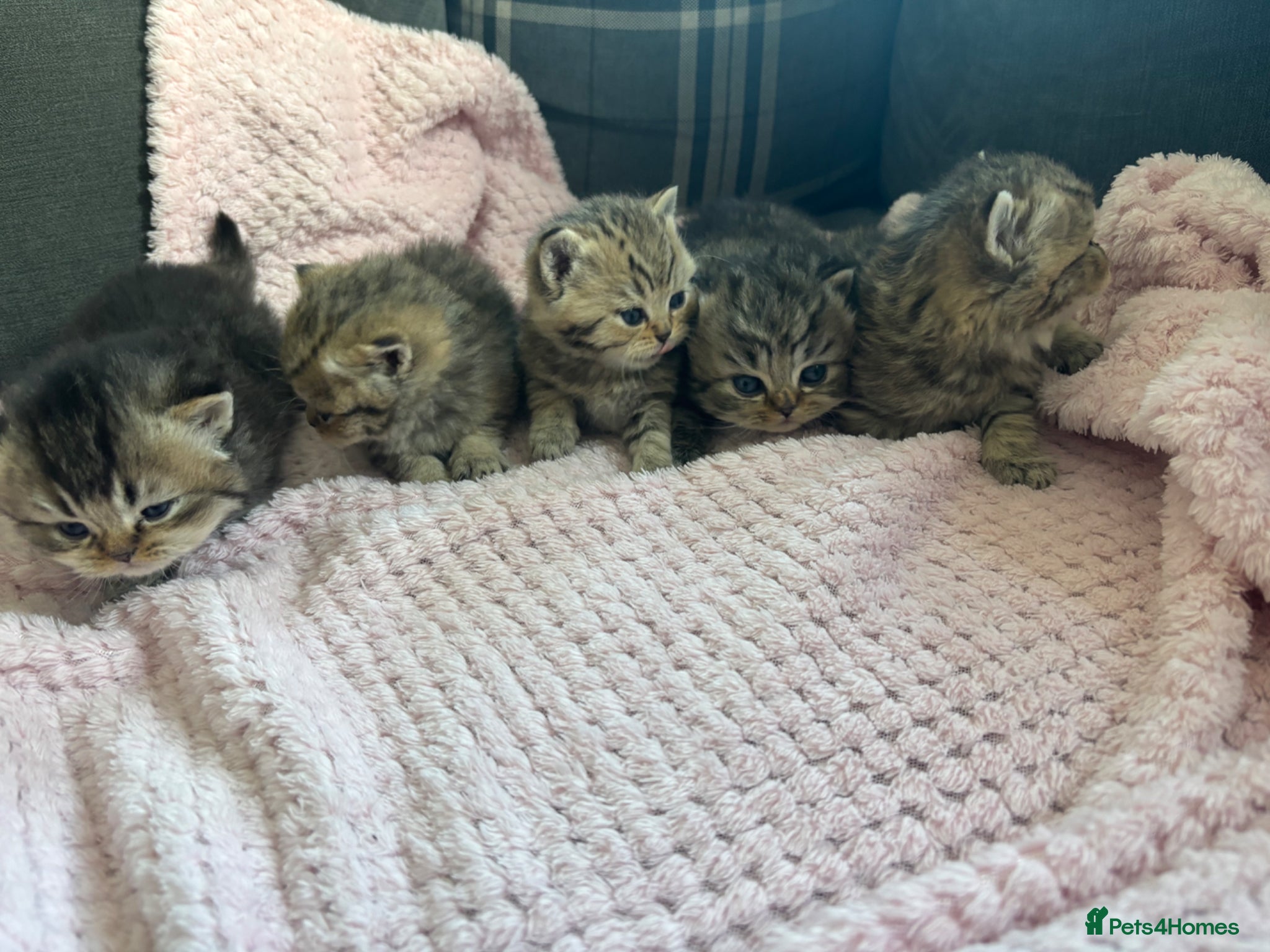 British Shorthair cats GCCF shorthair kittens  - Advert 1