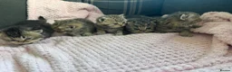 British Shorthair cats for sale: GCCF shorthair kittens  - Advert 1