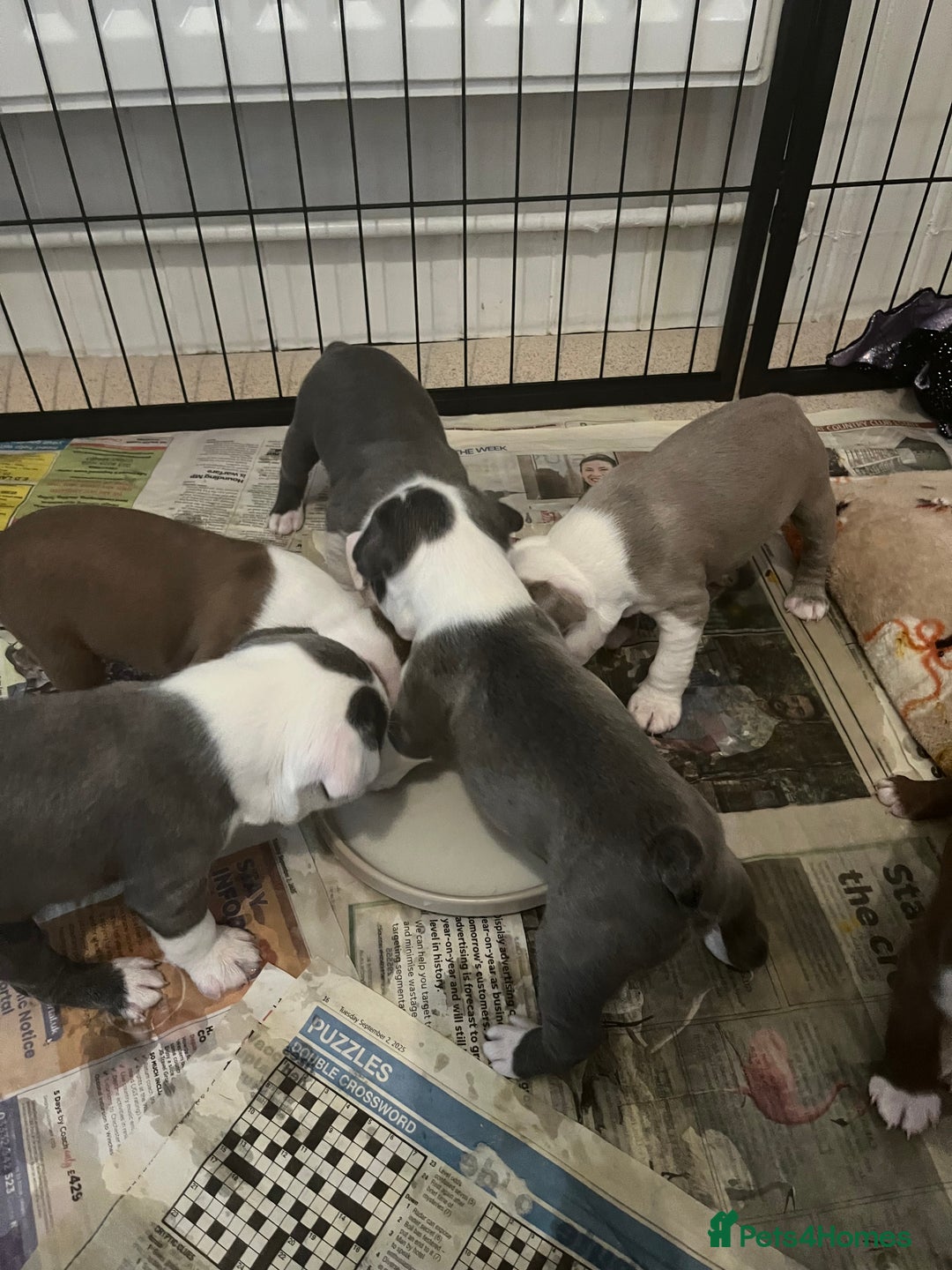 Boston Terrier dogs for sale: Stunning Bostons *1 BEAUTIFUL BOY REMAINING* - Advert 10