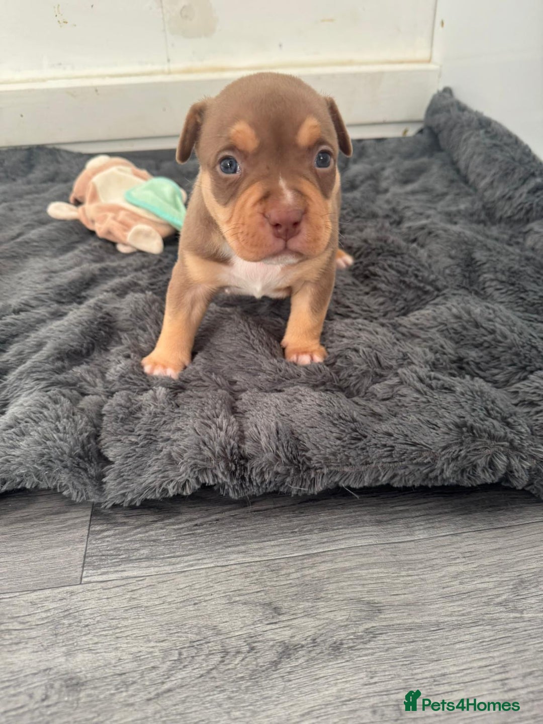 American Bully dogs for sale: Beautiful little pocket bullies for sale - Advert 30