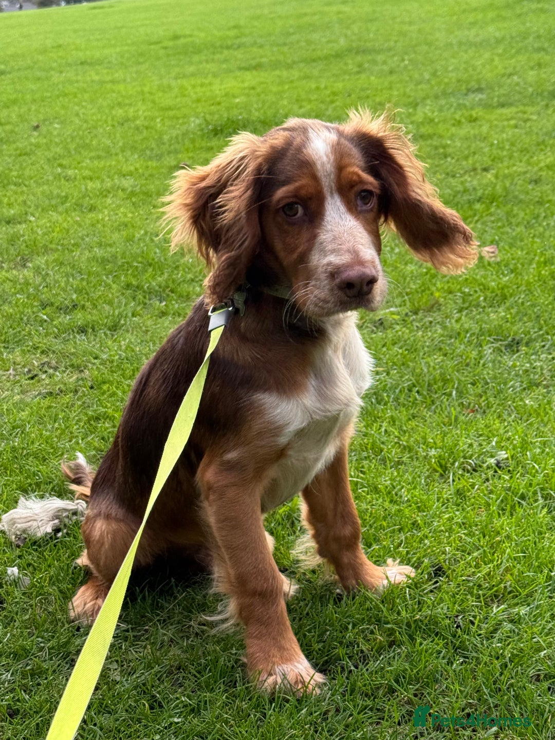 Cocker Spaniel dogs for sale: Working cocker for sale (Mylo)  - Image 5