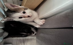 Mixed Breed cats for sale: Beautiful kittens  - Image 9