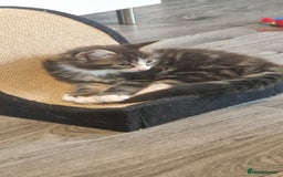 Maine Coon cats for sale: Maine Coon Mix - Image 2