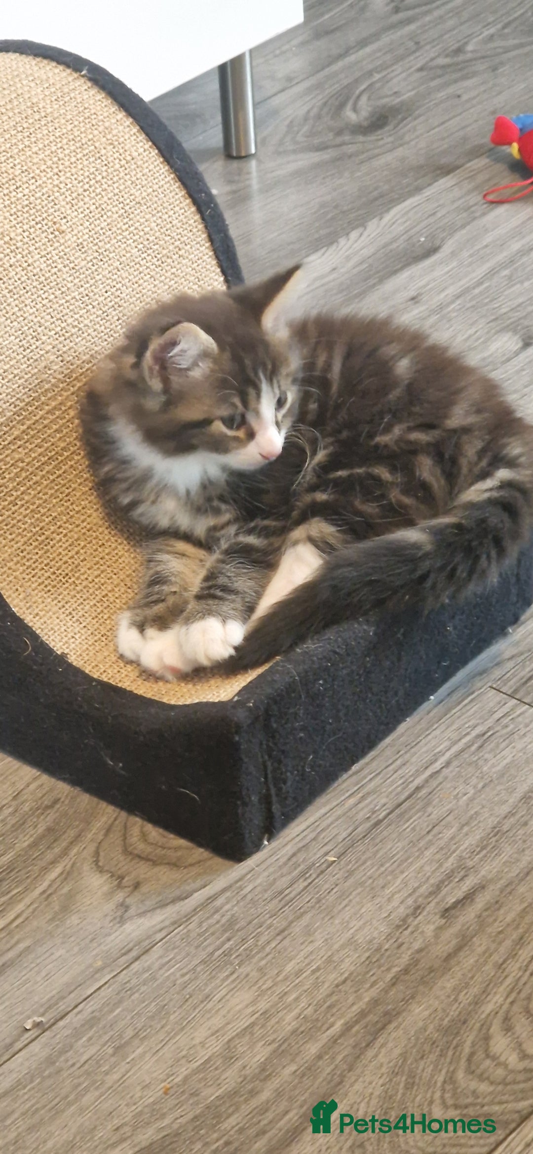 Maine Coon cats for sale: Maine Coon Mix - Image 2