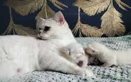 British Shorthair cats for sale: British shorthair kittens  - Image 9