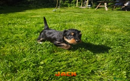 Mixed Breed dogs for sale: Parson Russell Cross Puppies  - Image 15