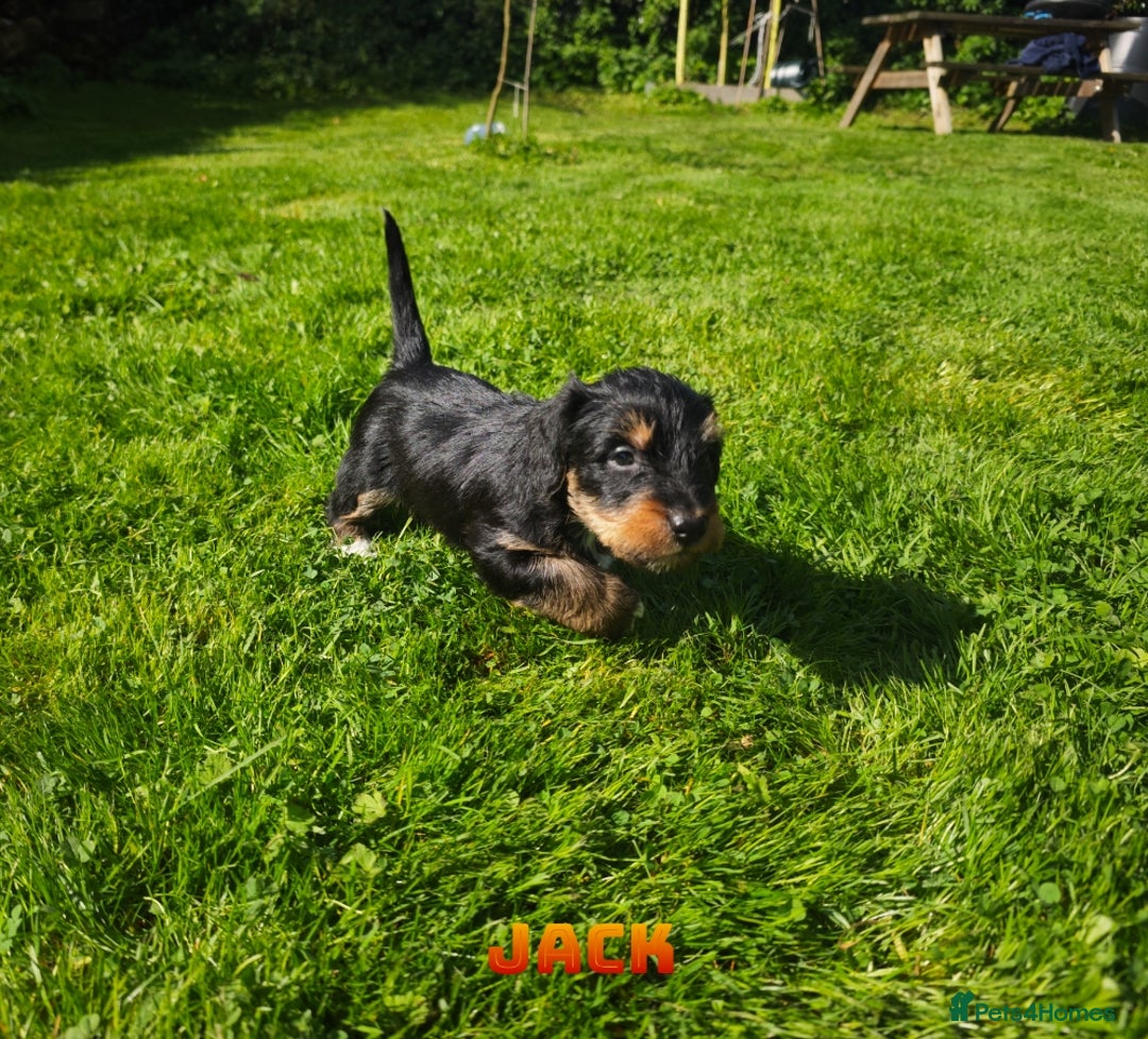Mixed Breed dogs for sale: Parson Russell Cross Puppies  - Image 15