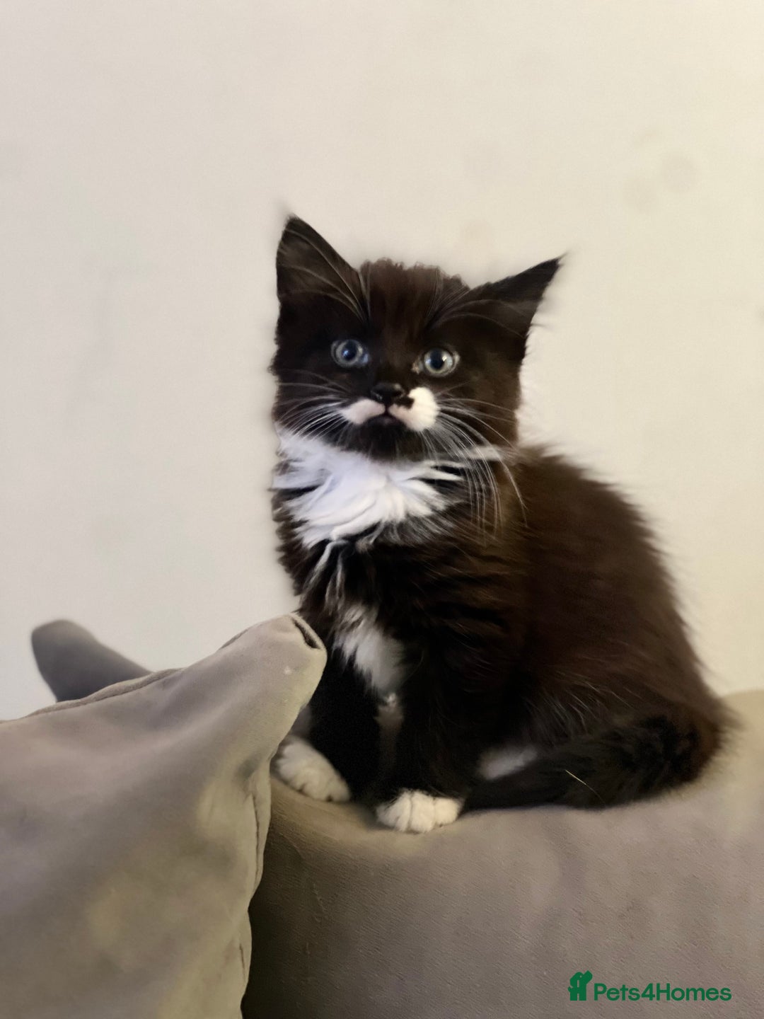 Mixed Breed cats for sale: 🐾 Two Kittens Looking for a Loving Home 🐾 - Advert 6