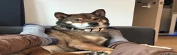 Japanese Shiba Inu dogs for stud: Shiba Inu Handsome Boy Yoshi ready for STUD duties in Slough - Advert 5
