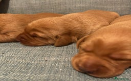 Labrador Retriever dogs for sale: Fox Red, Health Tested, KC Reg Lab Puppies - Advert 19