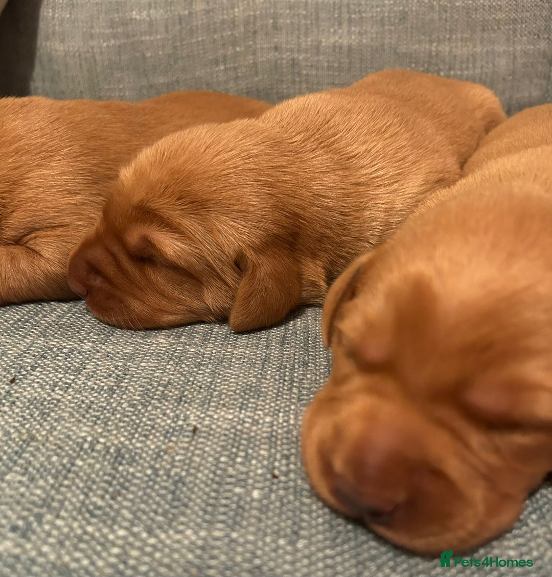 Labrador Retriever dogs for sale: Fox Red, Health Tested, KC Reg Lab Puppies - Advert 19