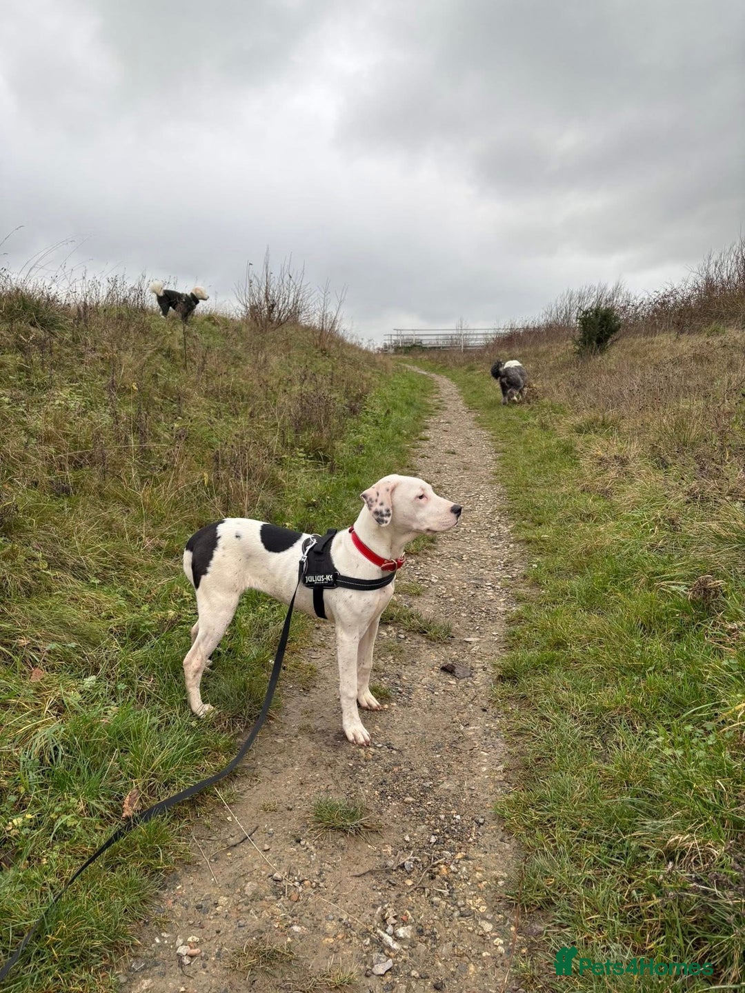 Mixed Breed dogs for sale: Female 6month old Puppy - Advert 3