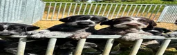 German Wirehaired Pointer dogs for sale: German wirehair pointer pups  - Advert 14
