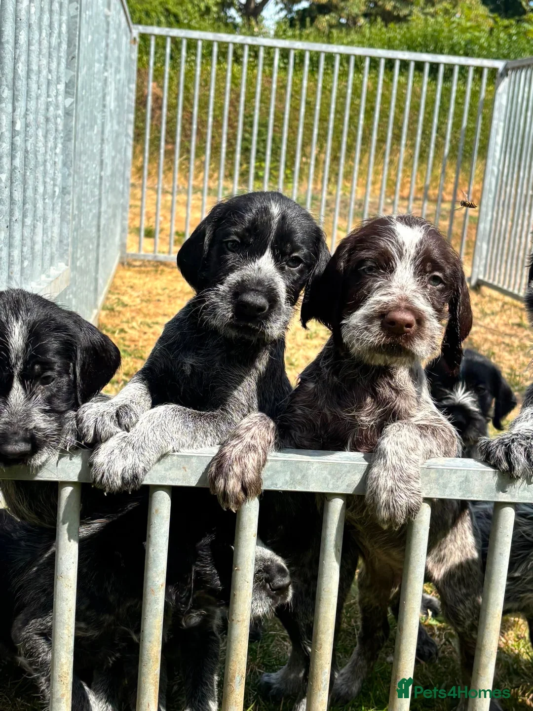 German Wirehaired Pointer dogs for sale: German wirehair pointer pups  - Advert 14