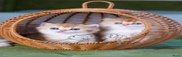 British Longhair cats for sale: TICA Exceptional Pedigree Golden British Kittens - Advert 16