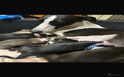 Whippet dogs for sale: Beautiful Whippet Pups - Image 5