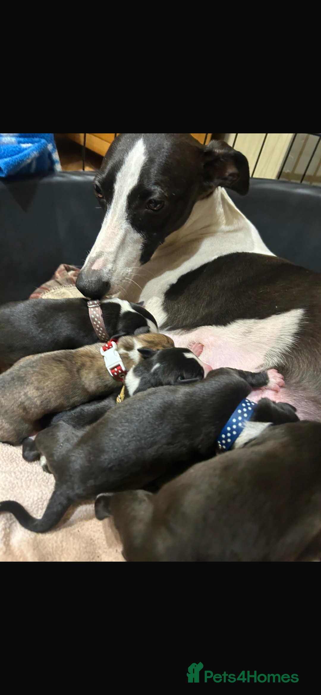 Whippet dogs for sale: Beautiful Whippet Pups - Image 5