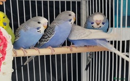 Budgerigars birds for sale: Beautiful Baby Budgies  - Image 10