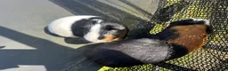 Guinea Pig rodents for sale: 🐹 Playful Guinea Pig Pair with Accessories  - Advert 10