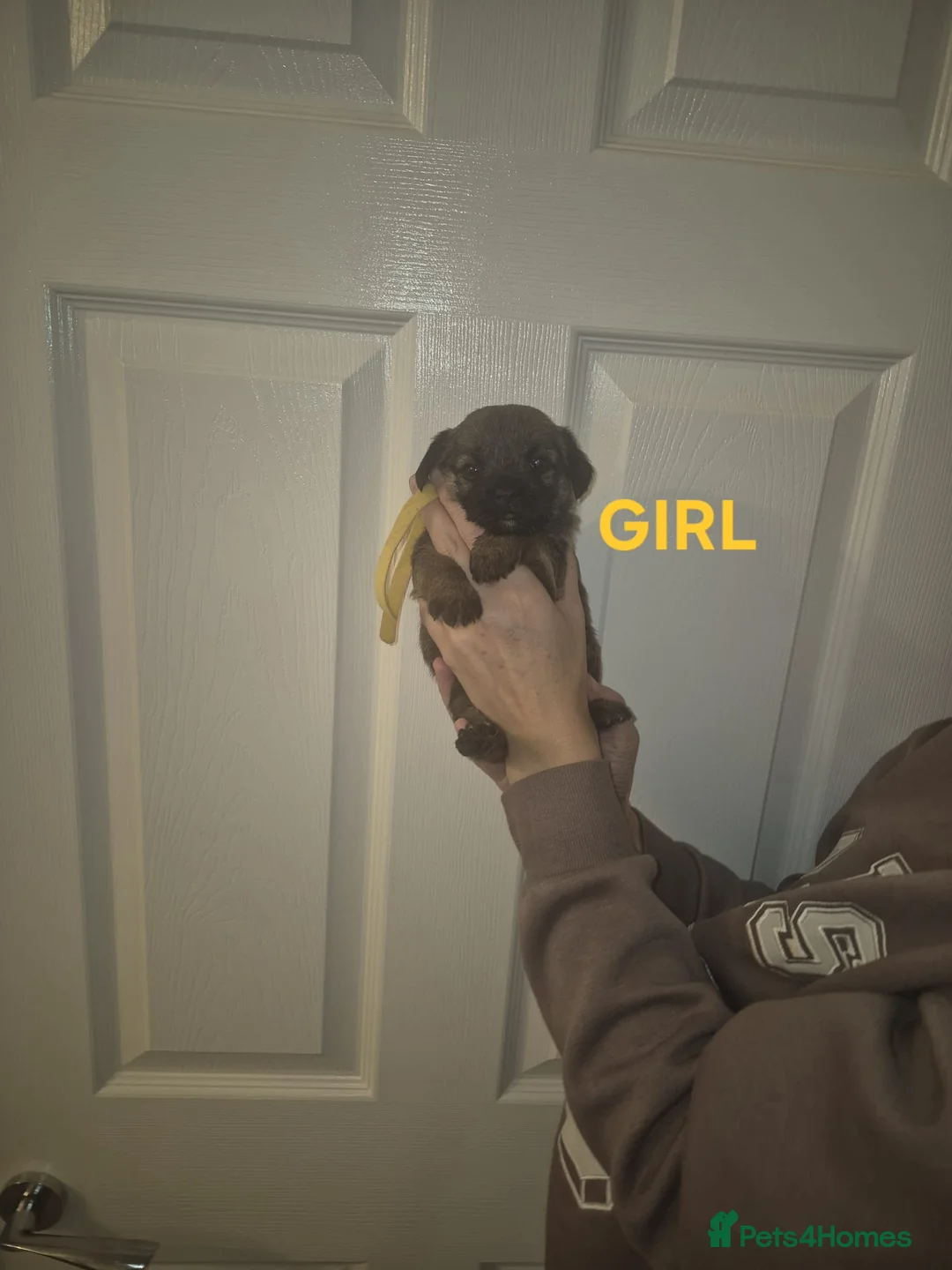 Border Terrier dogs for sale: Gorgeous Border Terrier puppies - Advert 10