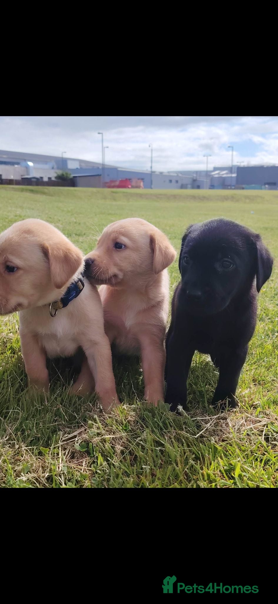Labrador Retriever dogs Labrador Puppies  - Advert 1