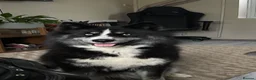 Siberian Husky dogs for sale: 3 husky puppies! in Stevenage - Advert 2