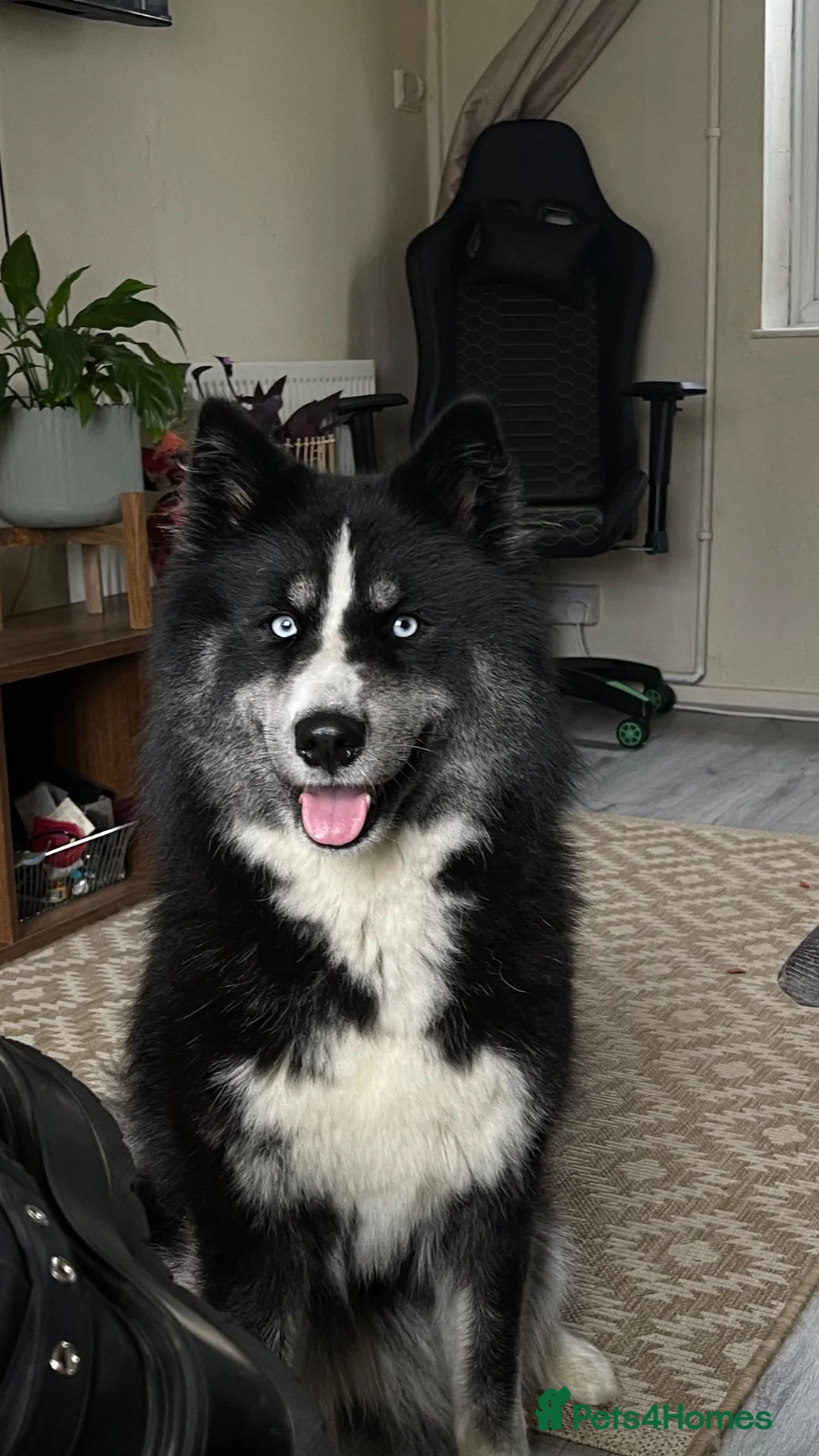 Siberian Husky dogs for sale: 3 husky puppies! in Stevenage - Advert 2