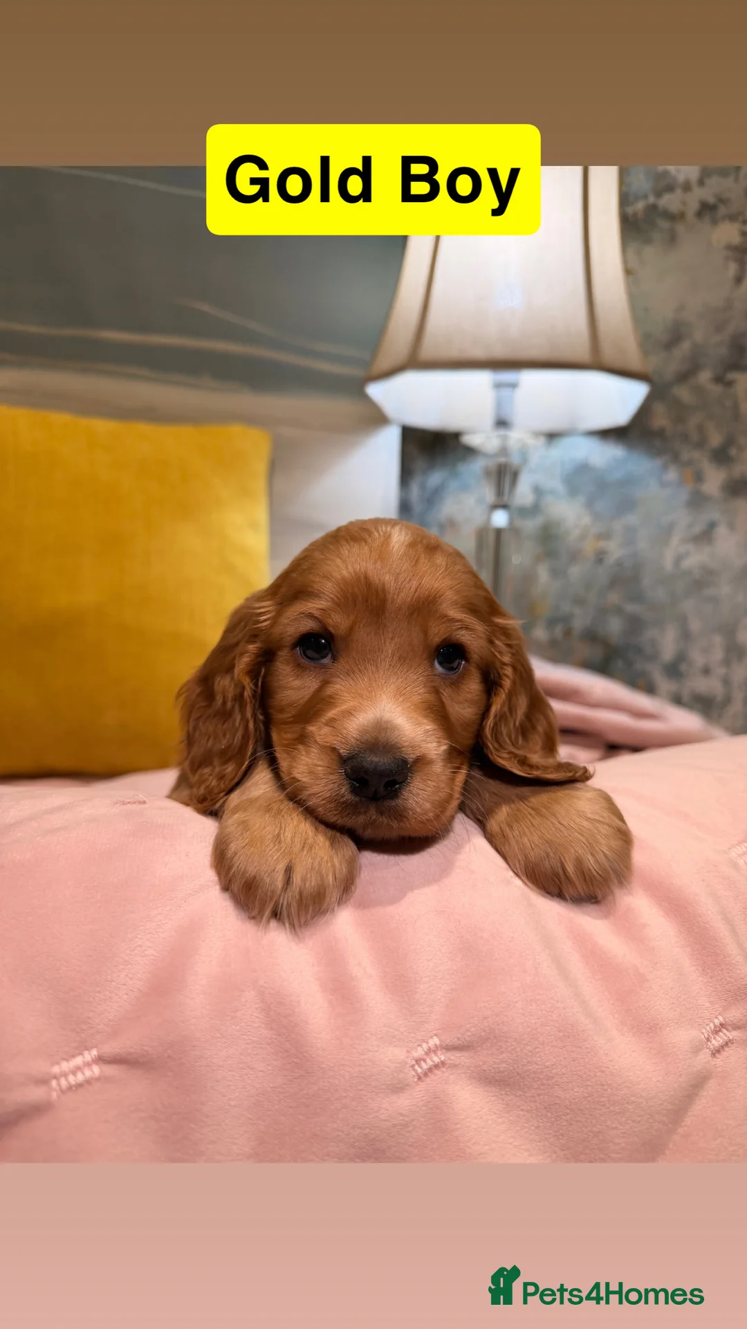 Cockapoo dogs for sale: Cockapoos  - Advert 11