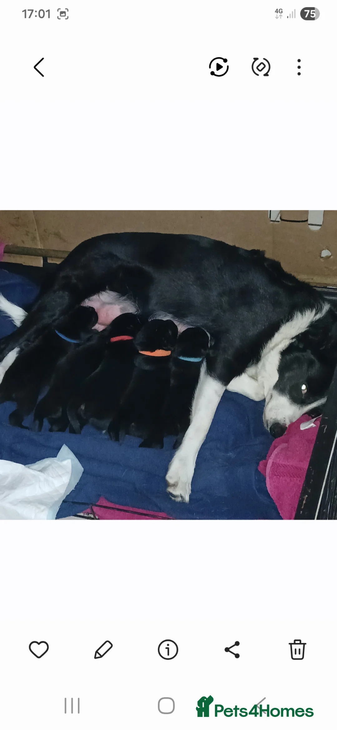 Borador dogs for sale: Labrador x collie puppies  - Advert 17