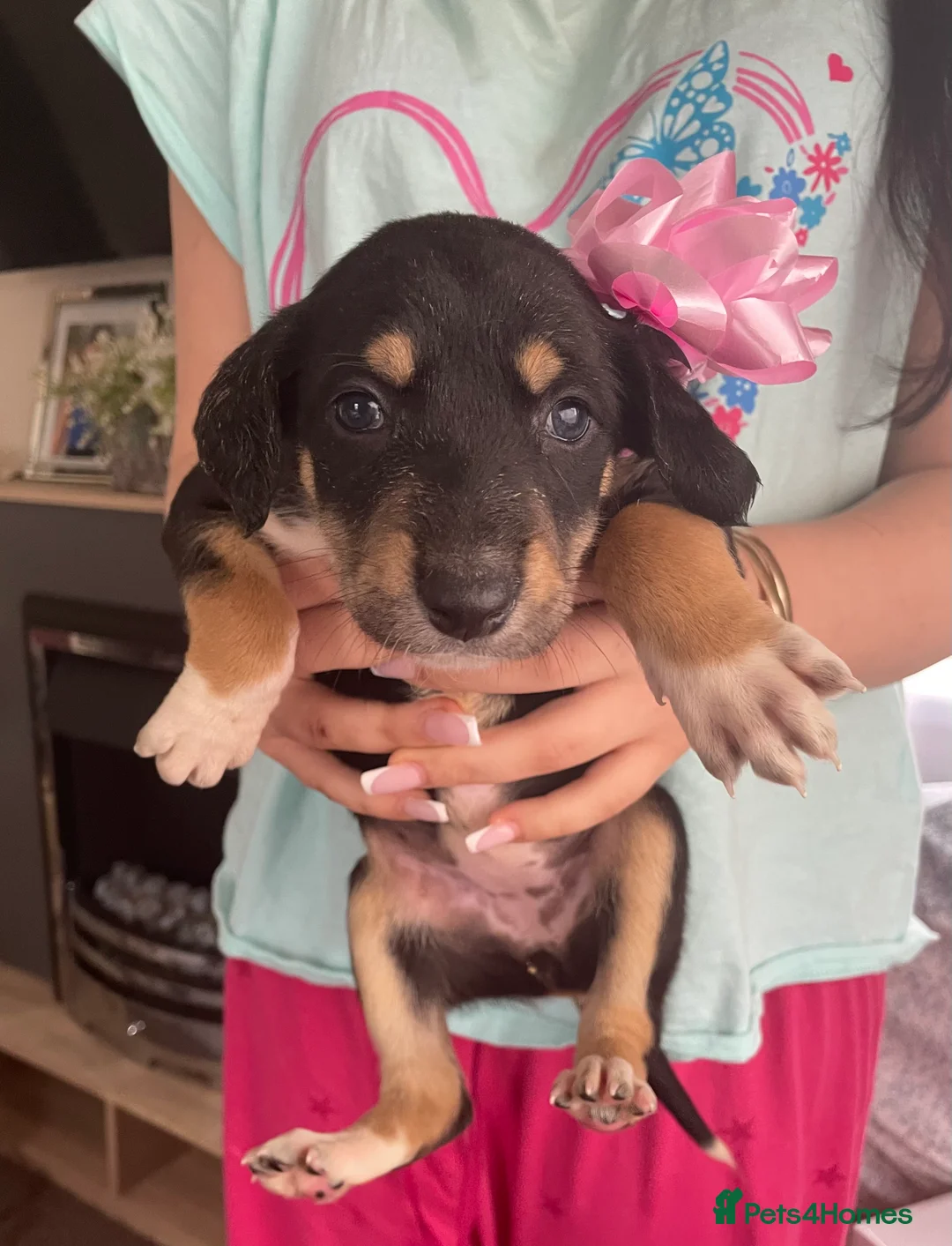 Greyhound dogs for sale: Saluki Greyhound pups  in Wakefield - Advert 8